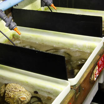 Abfeed farming tanks