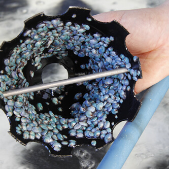 small abalone nesting on farming device