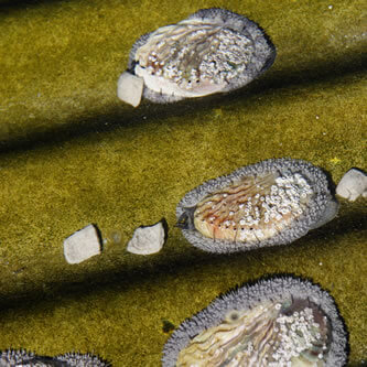 Abalone and feed in water
