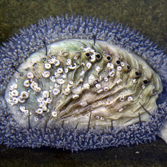 Mature abalone form side